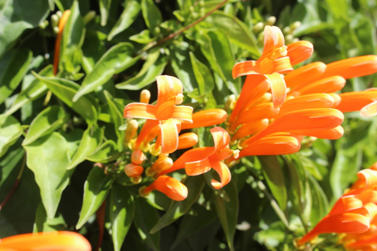 Pyrostegia venusta (Ker Gawl.) Miers